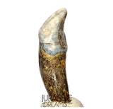 S357 - Nicely Preserved Huge Ice Age Cave Bear (Ursus spelaeus) Pre-Canine Tooth