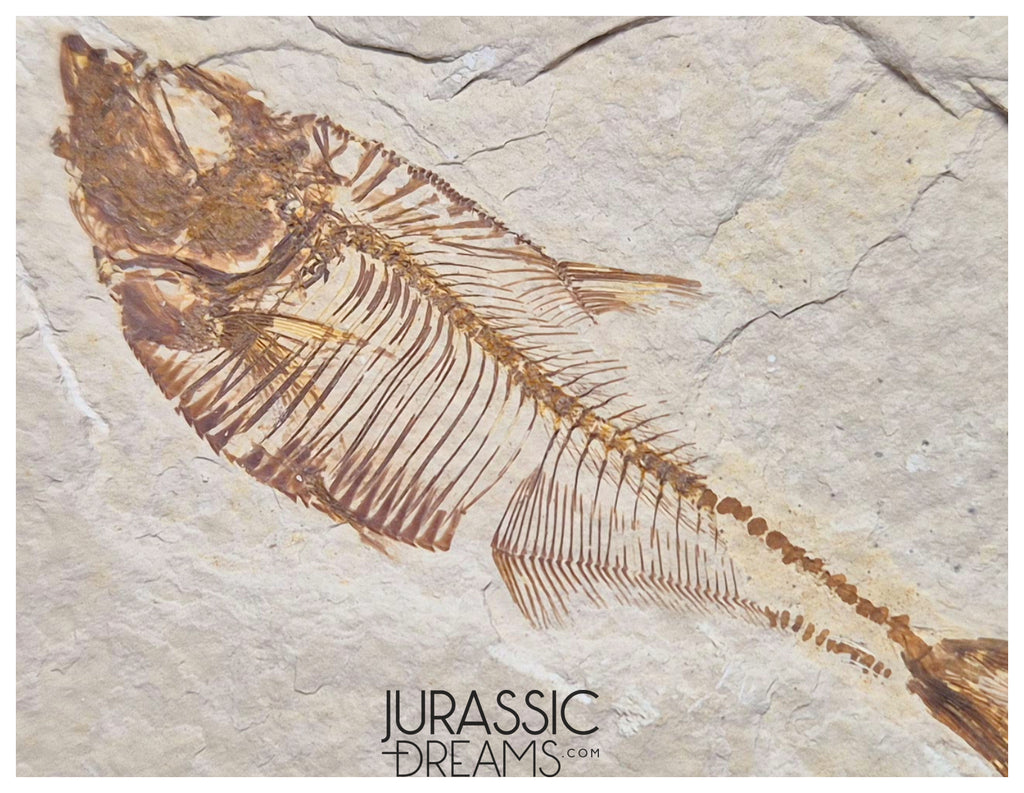 S323 - Nicely Preserved Association of 2 "Diplomystus dentatus" Fossil Fishes - Eocene Age from USA