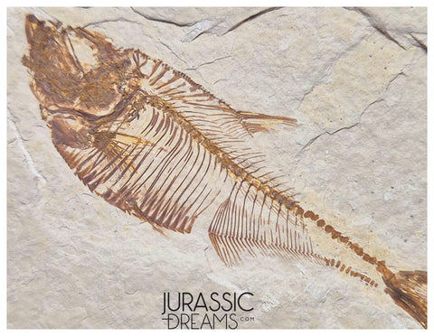 S323 - Nicely Preserved Association of 2 "Diplomystus dentatus" Fossil Fishes - Eocene Age from USA