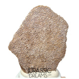 J193 - Exceedingly Rare Saltasaurus Titanosaur Egg Shell - Late Cretaceous Anacleto Fm