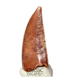S128 - Gem Grade Abelisaurid (cf Rugops sp) Dinosaur Tooth - Cretaceous KemKem Beds