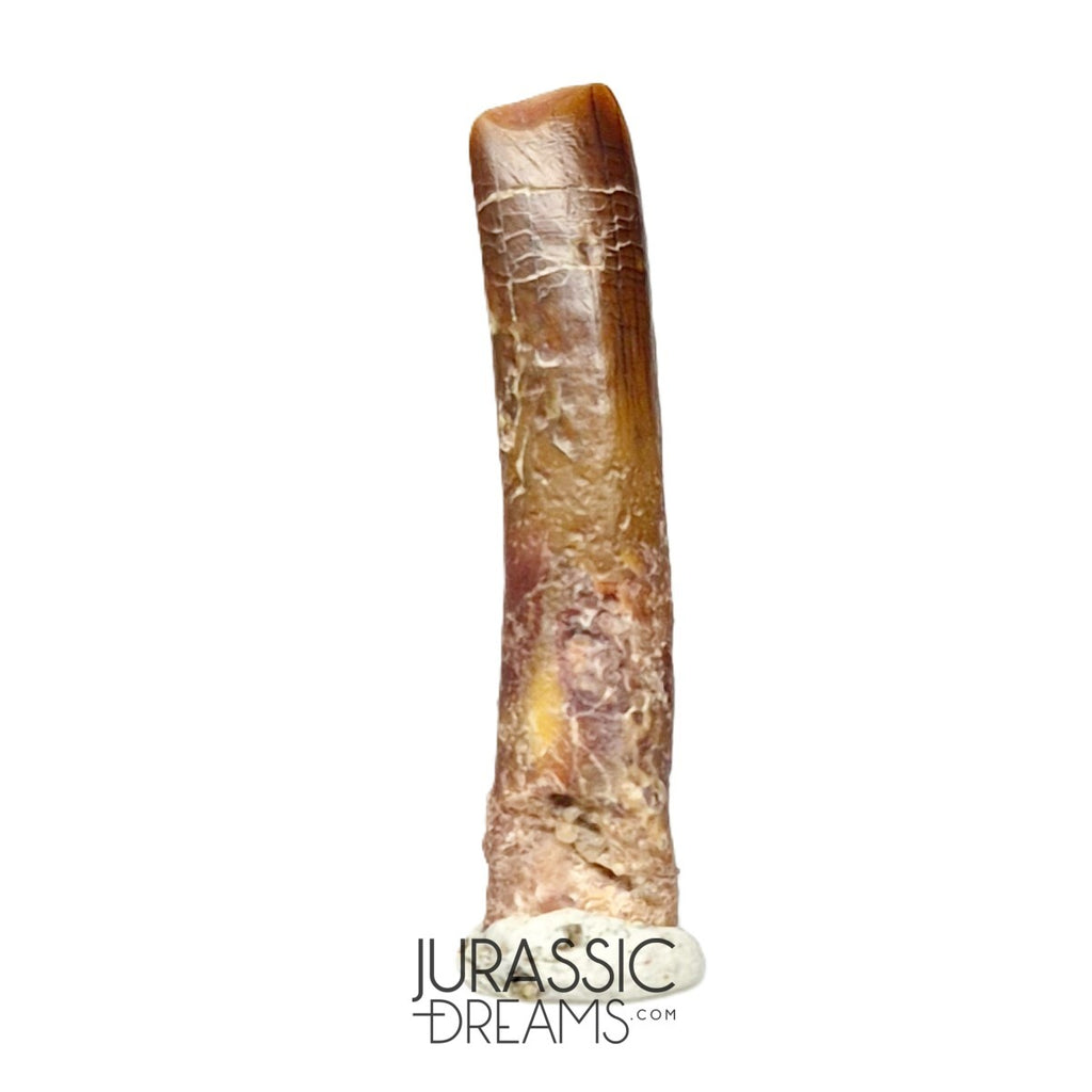 S75 - Top Rare Nigersaurus taqueti (Rebbachisaurid) Sauropod Dinosaur Tooth