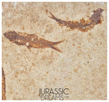S247- Aesthetic "Knightia eocaena" Fossil Fish Mass Mortality Plate with 4 specimens - Eocene Age from USA