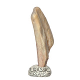 J118 - Top Rare Ornithocheirid Pterosaur Claw - Lower Cretaceous  Elrhaz Fm