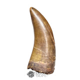 20121- Museum Grade Afrovenator abakensis Megalosaurid Dinosaur Tooth Jurassic Tiouraren Fm IN CATAWIKI AUCTION NOW
