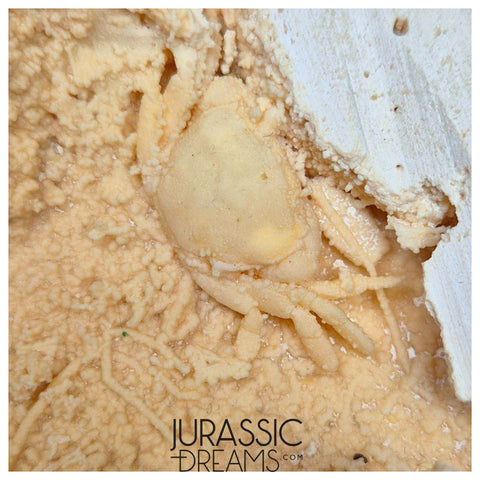 J228 - Finest Quality Fossil Crab (Potamon) Preserved in Travertine - Turkey Location