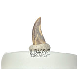 S417 - Top Rare Acheroraptor temertyorum (Dromaeosaurid Raptor Theropod) Dinosaur Tooth - Lance Creek Fm