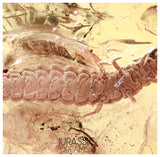 J11 - Great LARVAE Soft-Wing Flower Beetle MELYRIDAE Fossil Inclusion Genuine BALTIC AMBER + HQ Picture