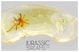 J14 - SPIDER Araneae Fossil Inclusion Genuine BALTIC AMBER + HQ Picture