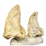 S297 - Set of 2 Huge Ice Age Cave Bear (Ursus spelaeus) Claws - Upper Pleistocene
