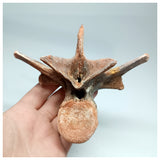 1117 - Complete  Unidentified Crocodile Dorsal Vertebra Bone Late Cretaceous