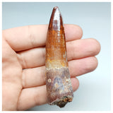 1197 - Gem Grade Spinosaurus aegyptiacus Dinosaur Tooth