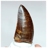 1015 - Gem Grade Carcharodontosaurus saharicus 2.36'' Dinosaur Tooth KemKem