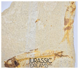 S363 - Mass Mortality Plate "Diplomystus dentatus" + "Knightia eocaena" Fossil Fishes - Eocene Age from USA