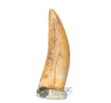 20026 - Gem Grade Large Abelisaurid Dinosaur Tooth - Cretaceous KemKem Beds