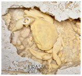 J183 - Huge Fossil Crab (Potamon) Preserved in Travertine - Turkey Location