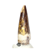 20129 - Nicely Preserved Suchomimus tenerensis Dinosaur Tooth