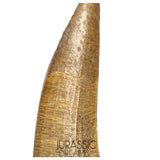 S157 -Finest Quality Suchomimus tenerensis Spinosaurid Dinosaur Tooth WITH VISIBLE CARINA