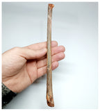 1133 - Exceedingly Rare Cretaceous Azhdarchid Pterosaur Metacarpal Bone KemKem