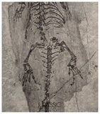 S181 - Top Well Preserved Keichousaurus hui Early Triassic Marine Reptile