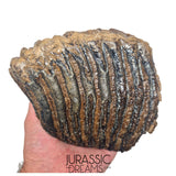 S236 - Nicely Preserved Huge Ice Age Woolly Mammoth (Mammuthus primigenius) Upper Molar Tooth