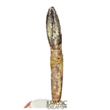J512 - Top Rare fully Rooted cf Lapparentosaurus Titanosauriform / Basal Brachiosaurid Dinosaur Tooth - Middle Jurassic