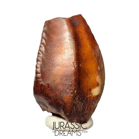 S481 - Exceedingly Rare Iguanodontian (cf Elrhazosaurus or Lurdusaurus) Dinosaur Tooth - Lower Cretaceous