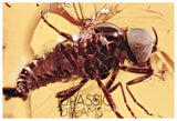 J21 - SUPERB Simuliidae BLACKFLY Fossil Inclusion Genuine BALTIC AMBER + HQ Picture