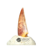 20138 - Gem Grade Abelisaurid Dinosaur Tooth - Cretaceous KemKem Beds