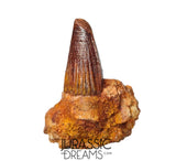 S347 - Outstanding Spinosaurus aegyptiacus Dinosaur Tooth in Natural Matrix - Visible Carina