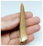 1155 - Outstanding Well Preserved Carcharodontosaurus saharicus Dinosaur Tooth