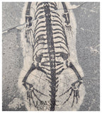 S138 - Nice Keichousaurus hui Early Triassic Marine Reptile WITH PRESERVED TEETH