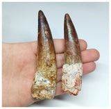 1181 -Set of 2 Huge Spinosaurus Dinosaur Teeth Upper Cretaceous KemKem Beds