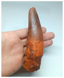 1049 - Massive Rooted Spinosaurus aegyptiacus 5.11'' Dinosaur Tooth