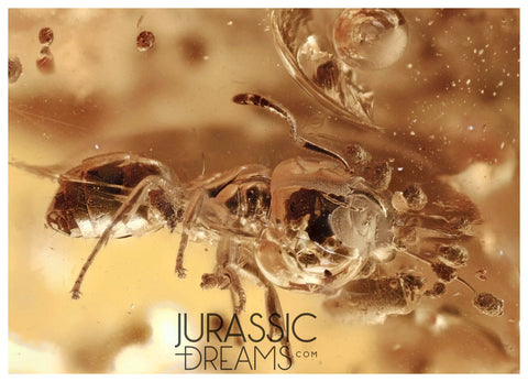 J39 - ANT Formicidae Fossil Inclusion Genuine BALTIC AMBER + HQ Picture