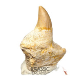 S305- Finest Grade Gavialimimus almaghribensis (Rare Mosasaur species) Tooth in Maxilla bone