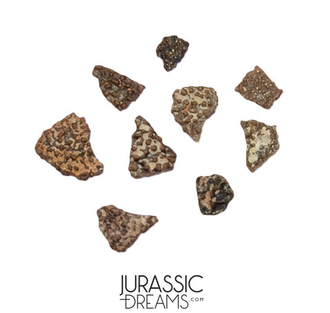 J197 - Top Rare Pyroraptor olympius Raptor Set of 9 Egg Shells - Late Cretaceous France