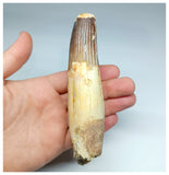 1190 -Amazing Large Fully Rooted Spinosaurus aegyptiacus Dinosaur Tooth