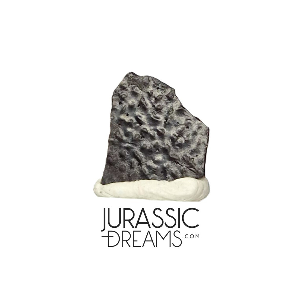 J295 - Top Rare Unidentified Theropod Dinosaur Egg Shell - Late Cretaceous Two Medicine Fm