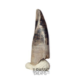 J477 - Tyrannosaur Dinosaur Tooth - Nanotyrannus Premaxillary Tooth (cf Aublysodon) - Hell Creek Fm