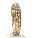 S423 - Rare Agatized Fossil Cycadophyte Seed Cone - Late Eocene from Occidental Sahara - (signs of insect predation)