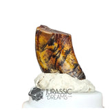 20160 - Finest Grade Ouranosaurus Basal Hadrosaurid Dinosaur Tooth - Cretaceous Elrhaz Fm IN CATAWIKI AUCTION