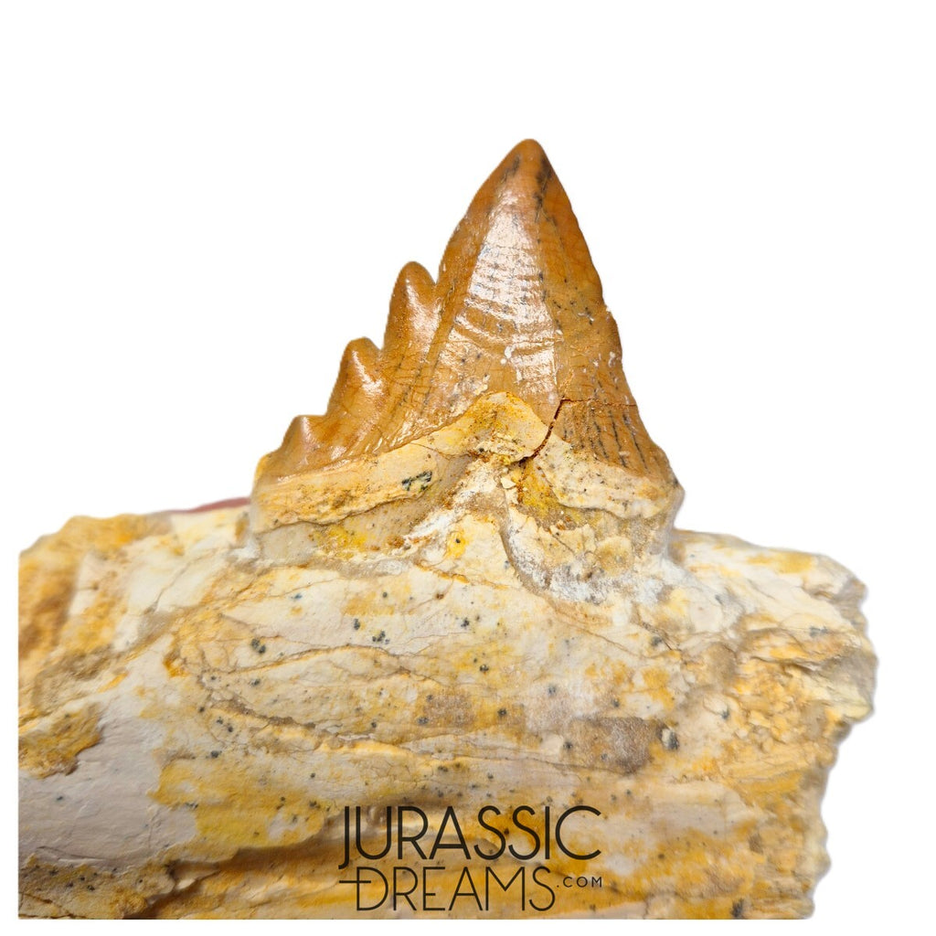 J483 - Nicely Preserved Basilosaurid cf Pappocetus (Whale Ancestor) Molar Tooth in Partial Dentary Bone