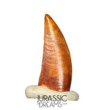 S272 - Gem Grade Abelisaurid (cf Rugops sp) Dinosaur Tooth - Cretaceous KemKem Beds
