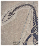 S227 - Large & Nicely Preserved Keichousaurus hui Early Triassic Marine Reptile