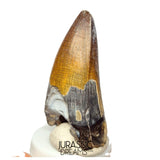 S439 - Nicely Preserved Sarcosuchus imperator Crocodile Tooth - Lower Cretaceous Elrhaz Fm