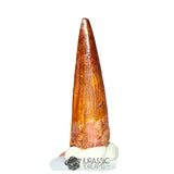 20287 - Nicely Preserved Spinosaurus aegyptiacus Dinosaur Tooth - Cretaceous KemKem Beds