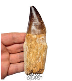 S351 - Huge Thalassotitan atrox (Largest known mosasaur species) Rooted Tooth - VISIBLE CARINA