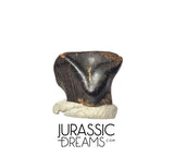 J427 - Exceedingly Rare Denversaurus schlessmani Nodosaurid Armored Dinosaur Tooth - Lance Creek Fm