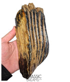 S291 - Nicely Preserved Huge Ice Age Woolly Mammoth (Mammuthus primigenius) Upper Molar Tooth